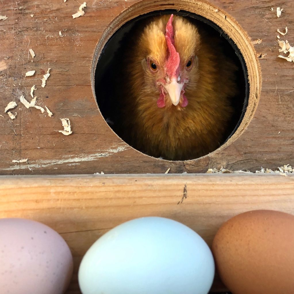 Chicken peaking out of her nest at all the pretty eggs I collected!