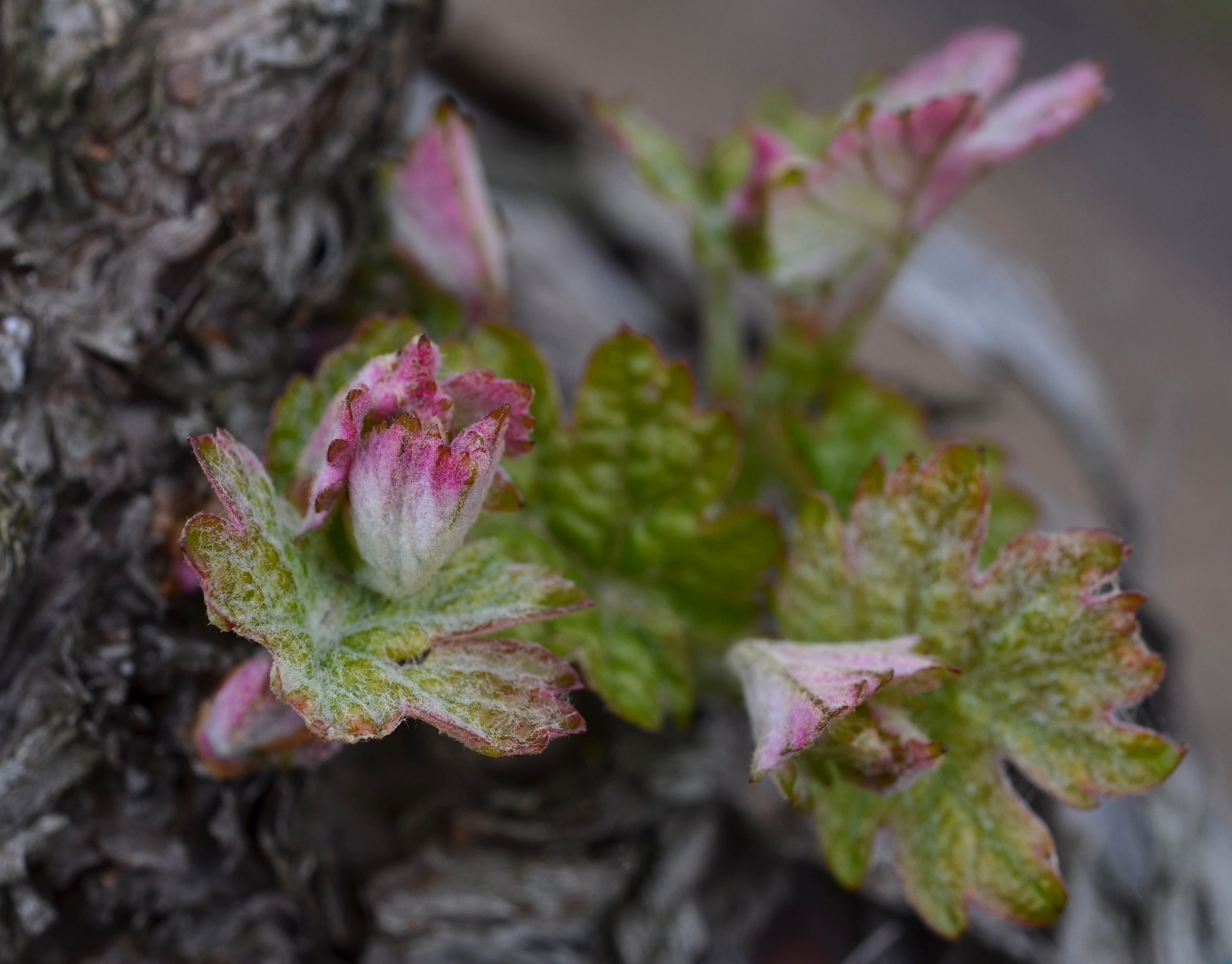 This is what a Cabernet vine looks like when it awakens in the spring, what is called bud-break.
