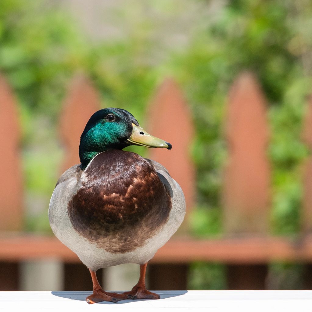 A Duck on the edge of the pool in my sisters backyard.  Fence and shrubbery behind the duck.