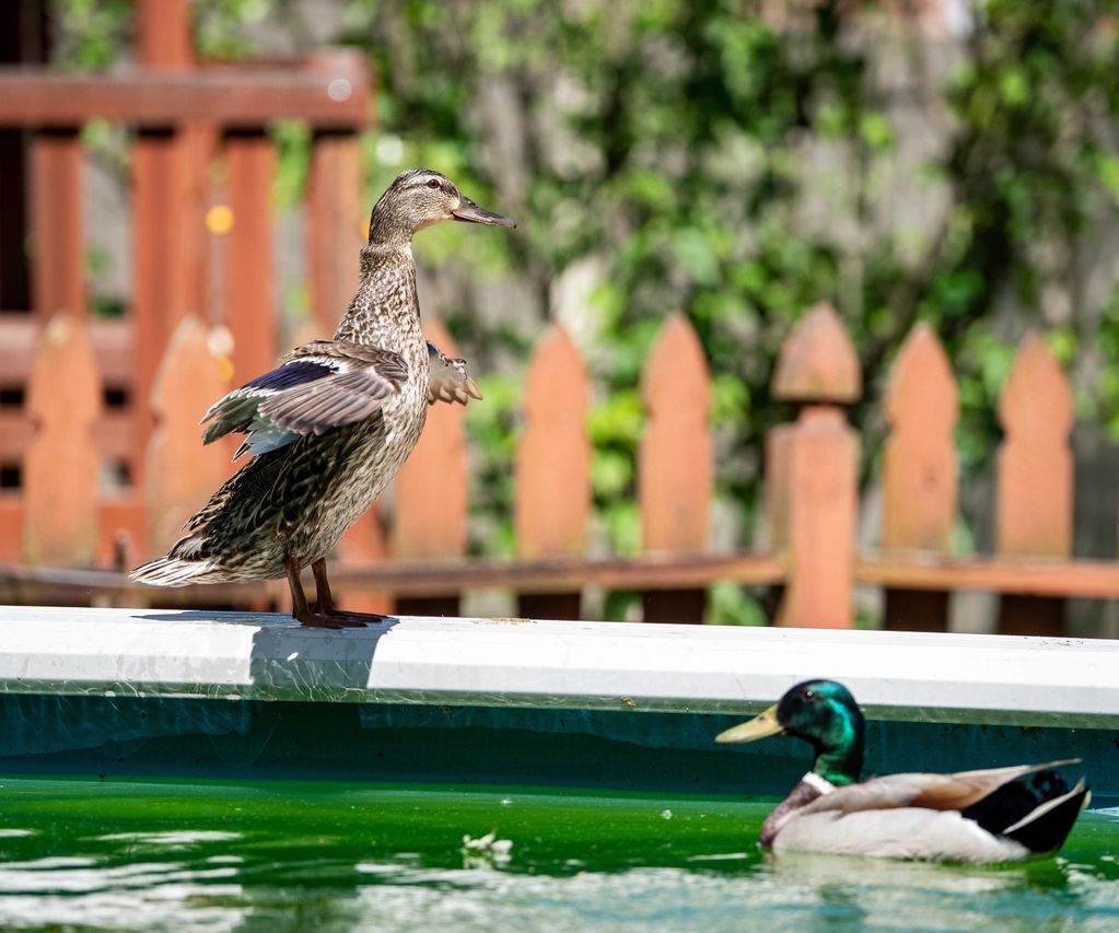 Ducks at the pool.  One on the edge wings spread, another swimming.