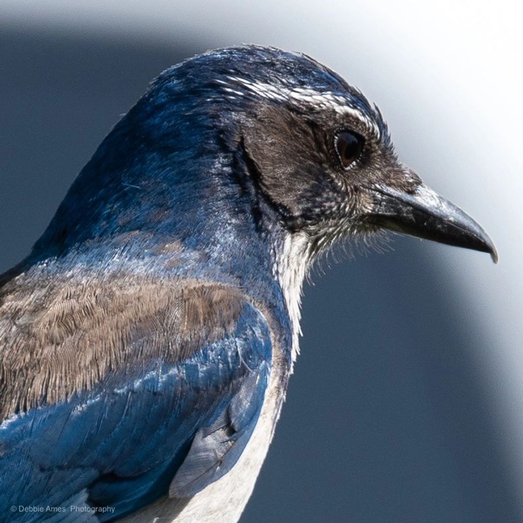 Head and shoulder profile of a Scrub Jay.