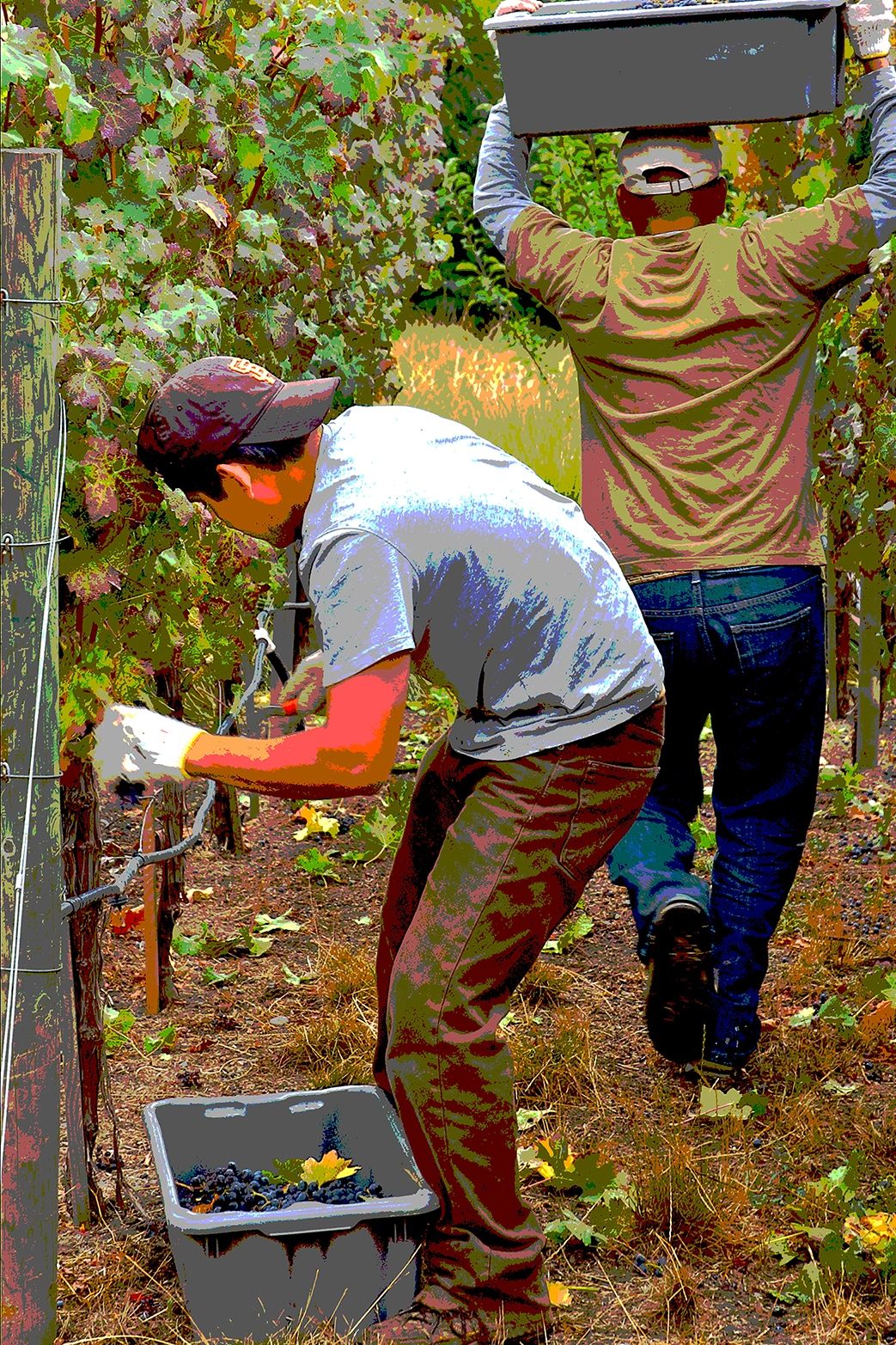 2 harvest workers in Napa Valley, cutting grapes from the Vine, and carrying a bin of grapes