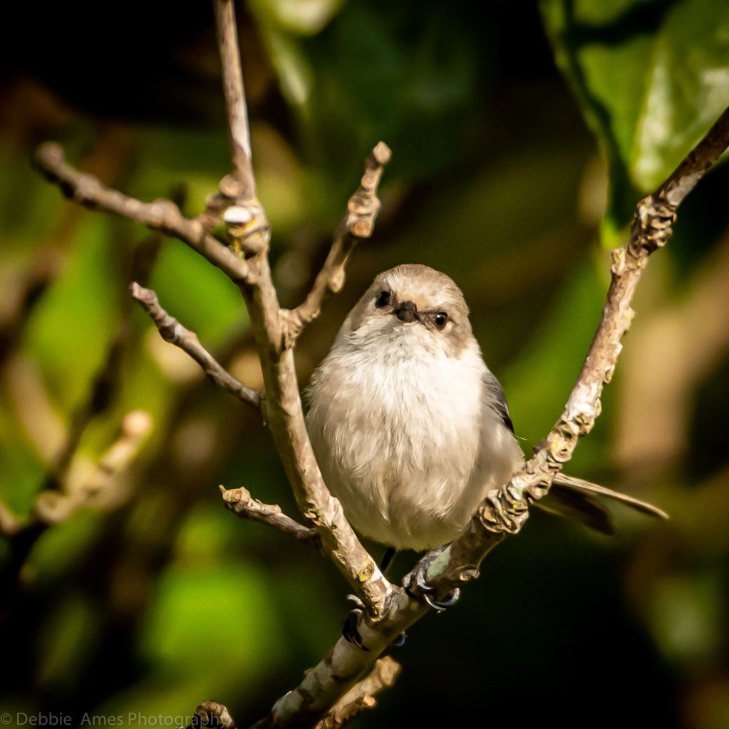 A little Bush Tit in a tree.