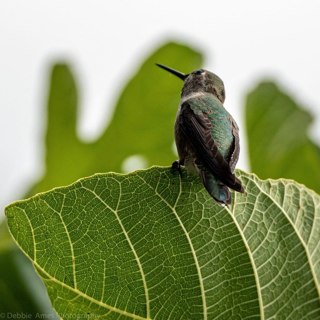 Image of a Humming Bird sitting on a fig leaf.  "Figuring Things Out" by Debbie Ames