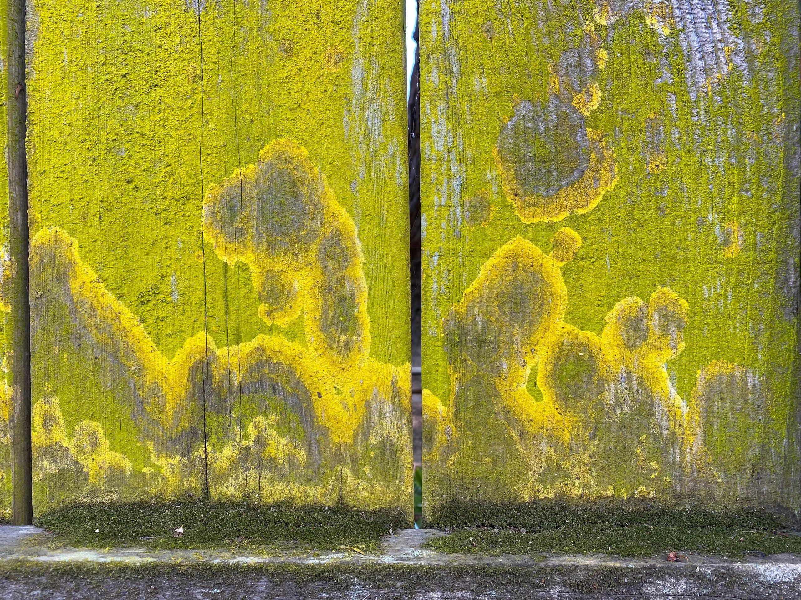 Art by Mother Nature, cartoon characters   on the fence, lichen, moss, algae, yellows and greens