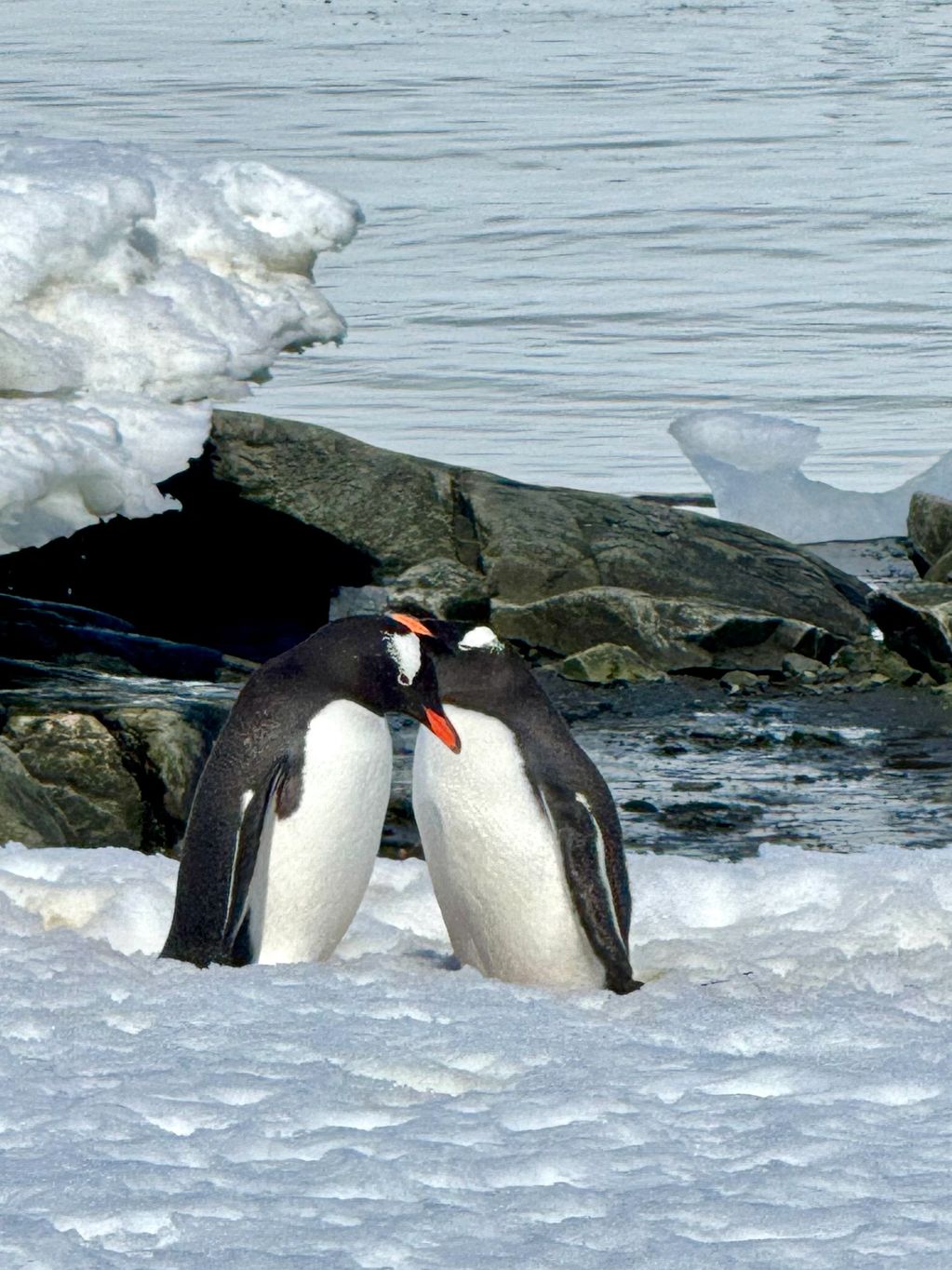 "Lovebirds"
A very cute Gentoo Penguin couple in Antartica Wiencke Island in Antartica taken on my t