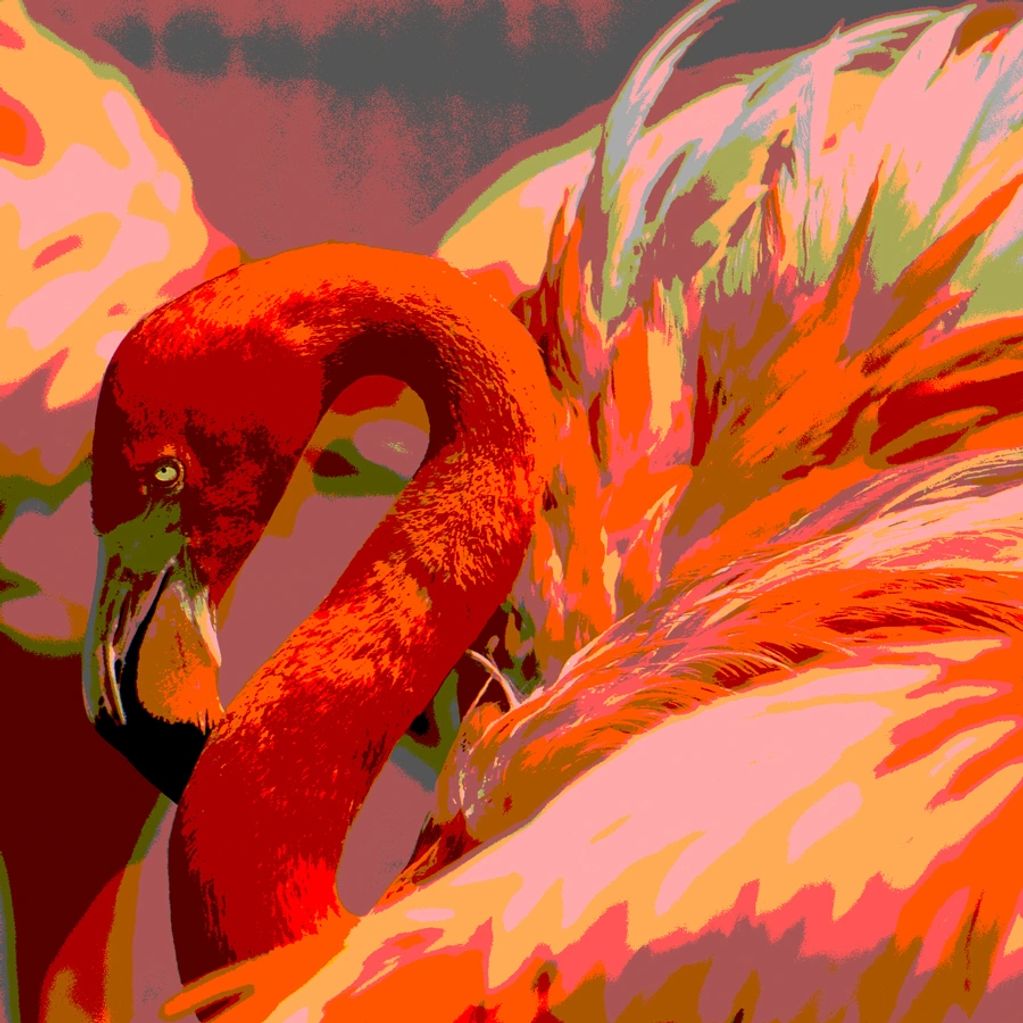 A crazy and colorful  image of a Flamingo created by enhancing a photo with some digital play