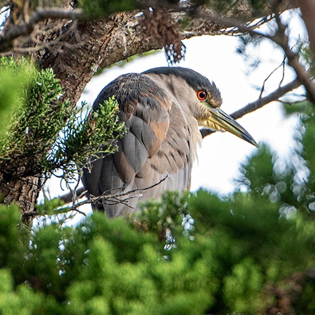 "Night Heron"
I photographed this Night Heron in Bodega Bay, CA.  They always hang out in a tree by