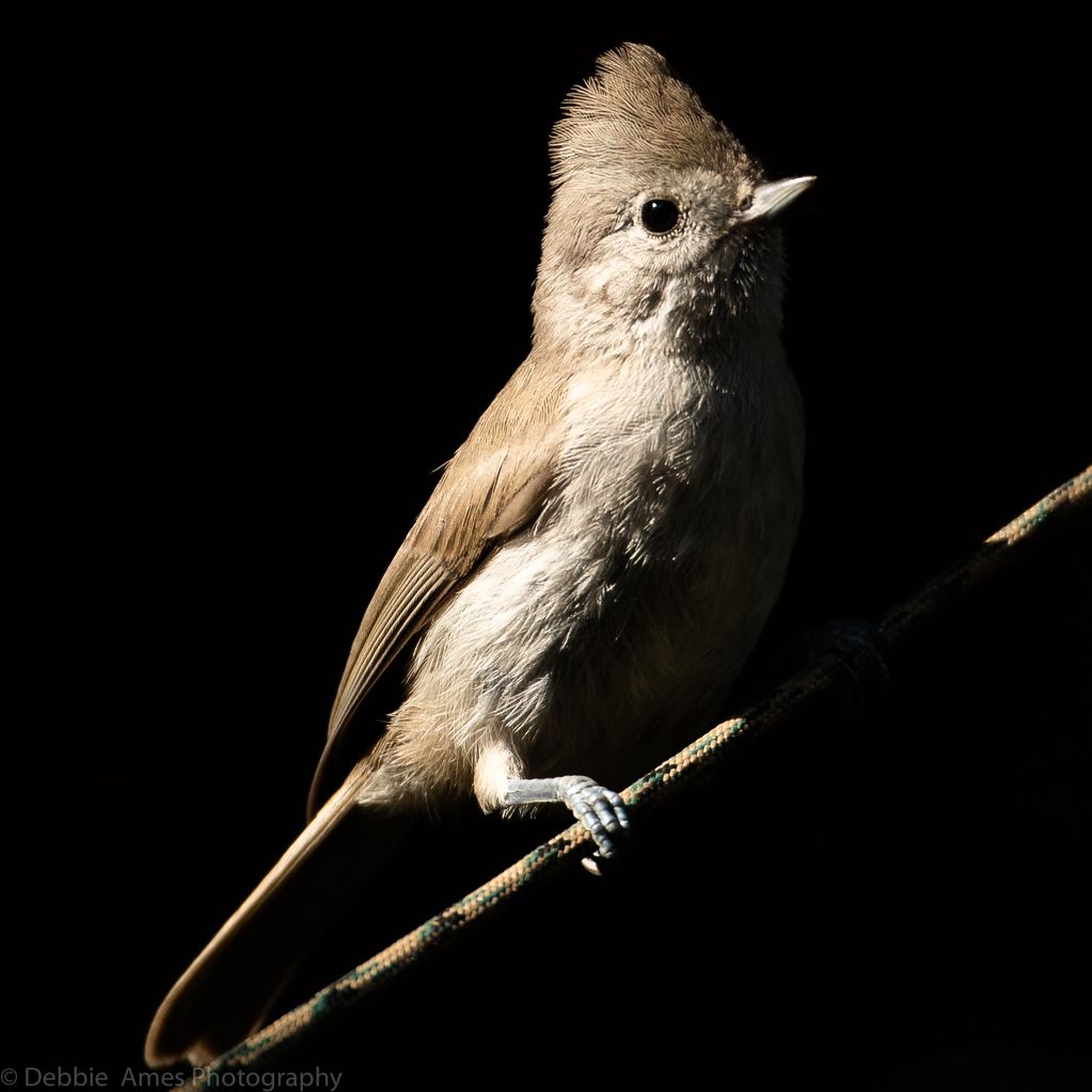 Titmouse on a rope. Black background