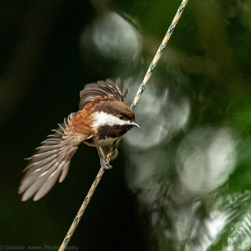 Chickadee with wings spread about to fly away.  You can nearly make out the red wood tree in the bac