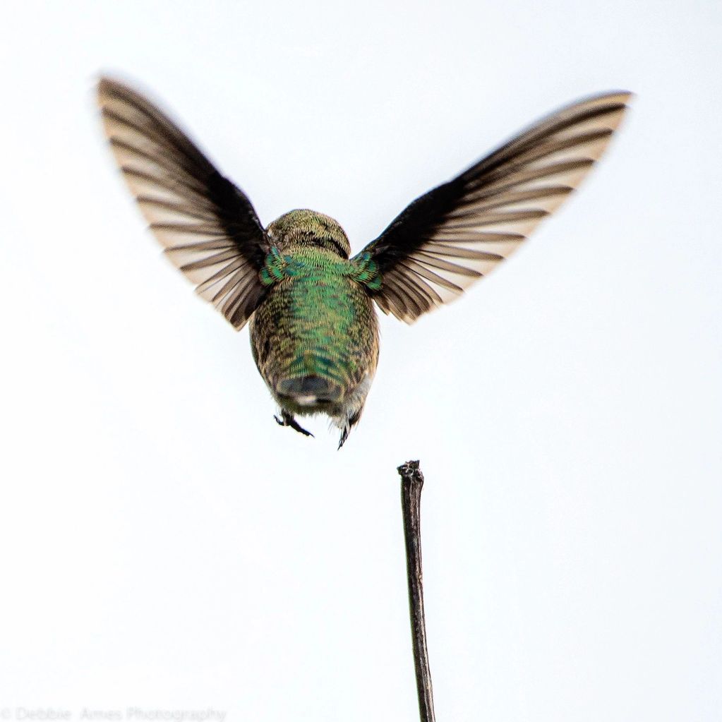 Image of an Anna's Humming Bird taking a "Leap of Faith" off a fig tree branch. Just pure joy to see