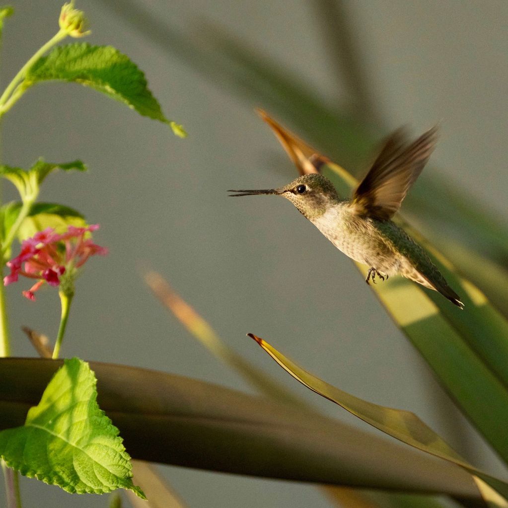 "Here I Come!" Image of a Humming Bird with her beak open headed toward some Lantana, ready to feast