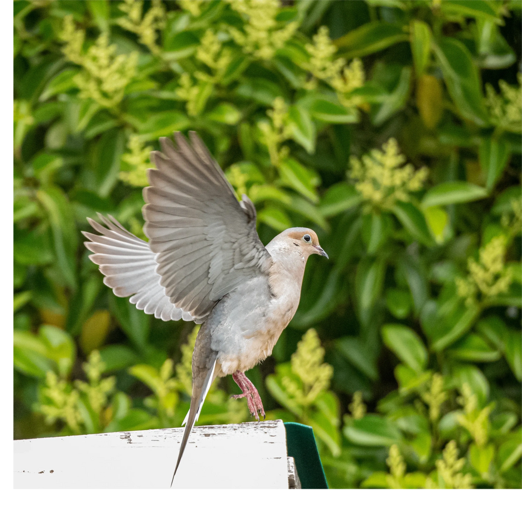 A dove wings stretched, landing on the roof on its tippy toes.  Greenery in the background.