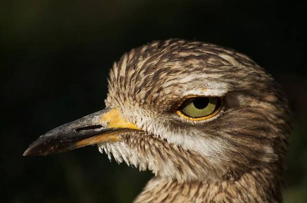 Head shot of a Spotted Thick Knee.  An African bird I was able to photograph at Safari West.
