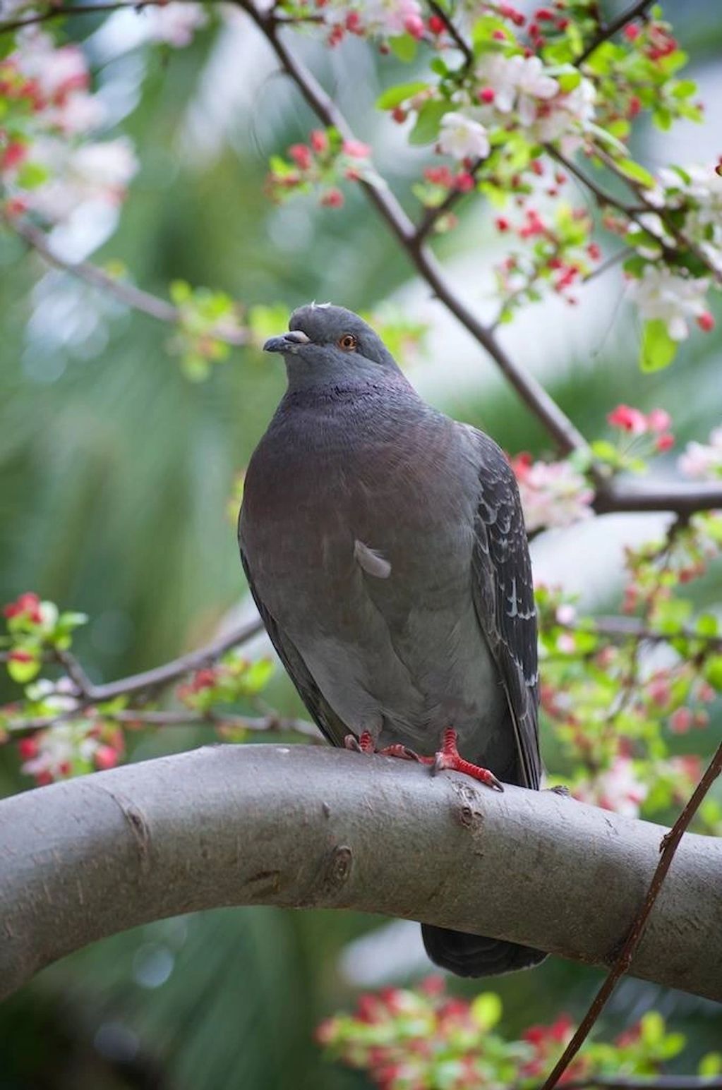 A pidgeon I photographed in Union Square San Francisco.  One feather is sticking out imperfectly on