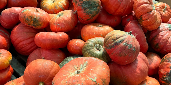 Close picture of pumpkins