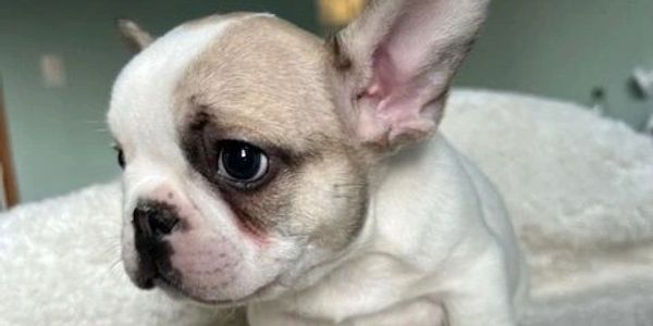 French bulldog puppy