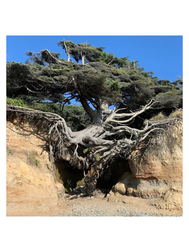A large tree with exposed roots growing between two rock faces with a person standing beneath.