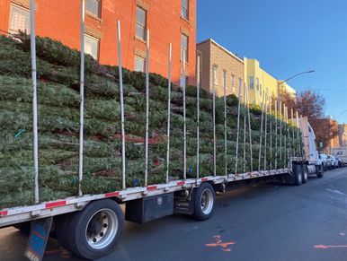 Tractor trailer load of balsam fir Christmas trees, From Nova Scotia Canada