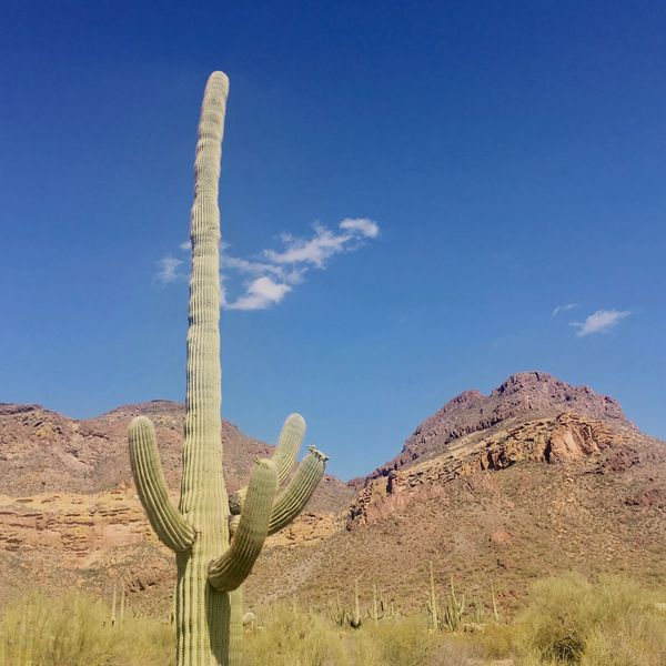 Tall cactus in a desert with mountains and blue sky.