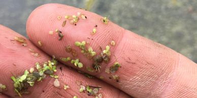 common duckweed