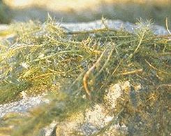 milfoil