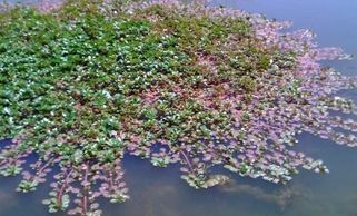 water primrose, small pond plant with yellow flower