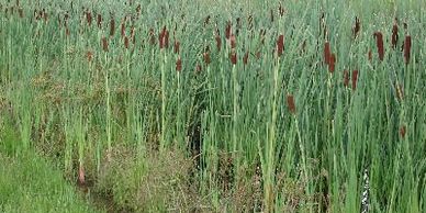 cattails