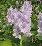 water hyacinth, invasive