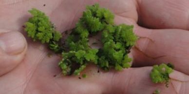 mosquito fern, azolla