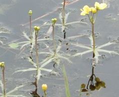 bladderwort