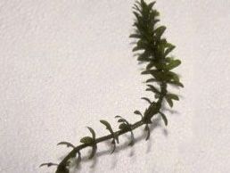 hydrilla