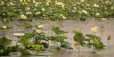 American lotus, big lily pad with white flower