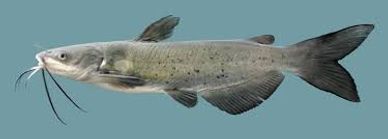 Channel Catfish