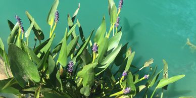 pickerelweed