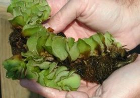 giant salvinia