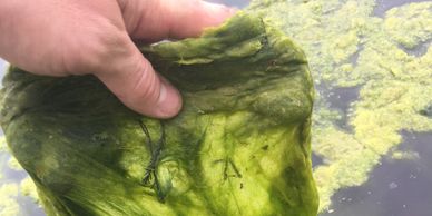 filamentous algae, algae, pond scum, moss