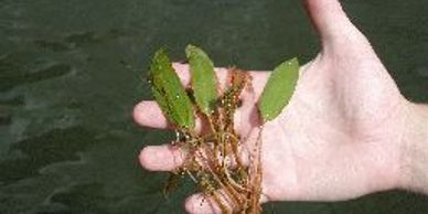 american pondweed