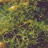bushy pondweed