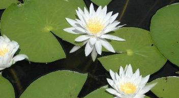 water lily