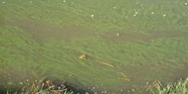 planktonic algae, green scum, smelly algae, green smelly scum, fish kill