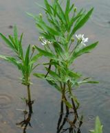 American water willow, water willow