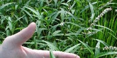 smartweed