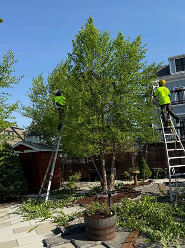 Tomas begins River Birch pruning