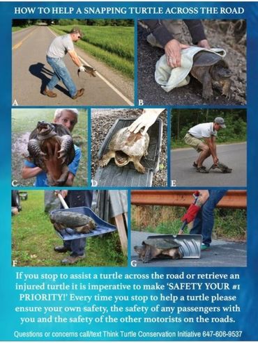 Step-by-step guide to safely help a snapping turtle cross the road.