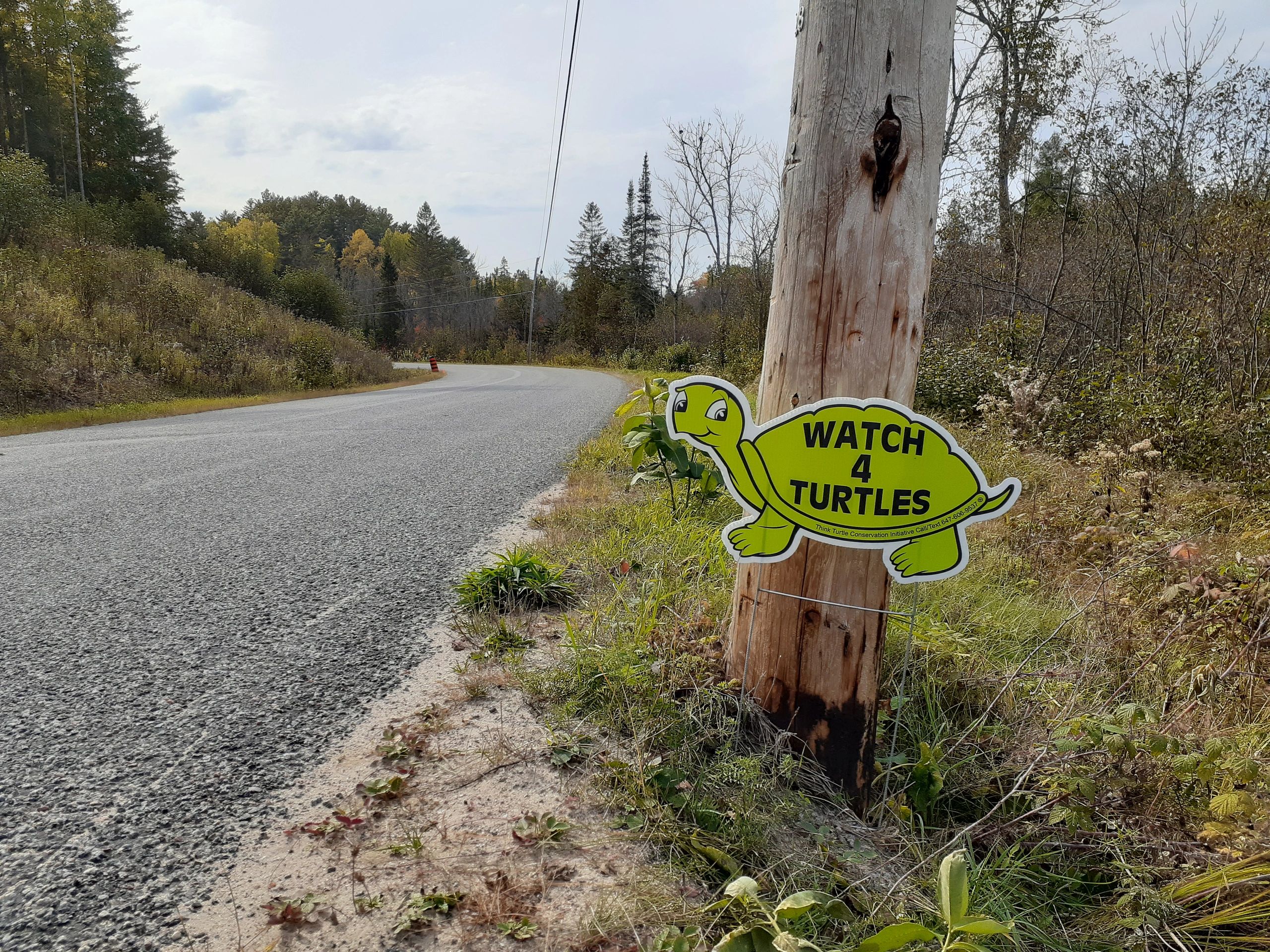 A roadside sign shaped like a turtle saying 'WATCH 4 TURTLES'.