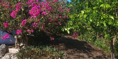 Vibrant pink flowers and green trees under a clear blue sky with a rocky garden border.