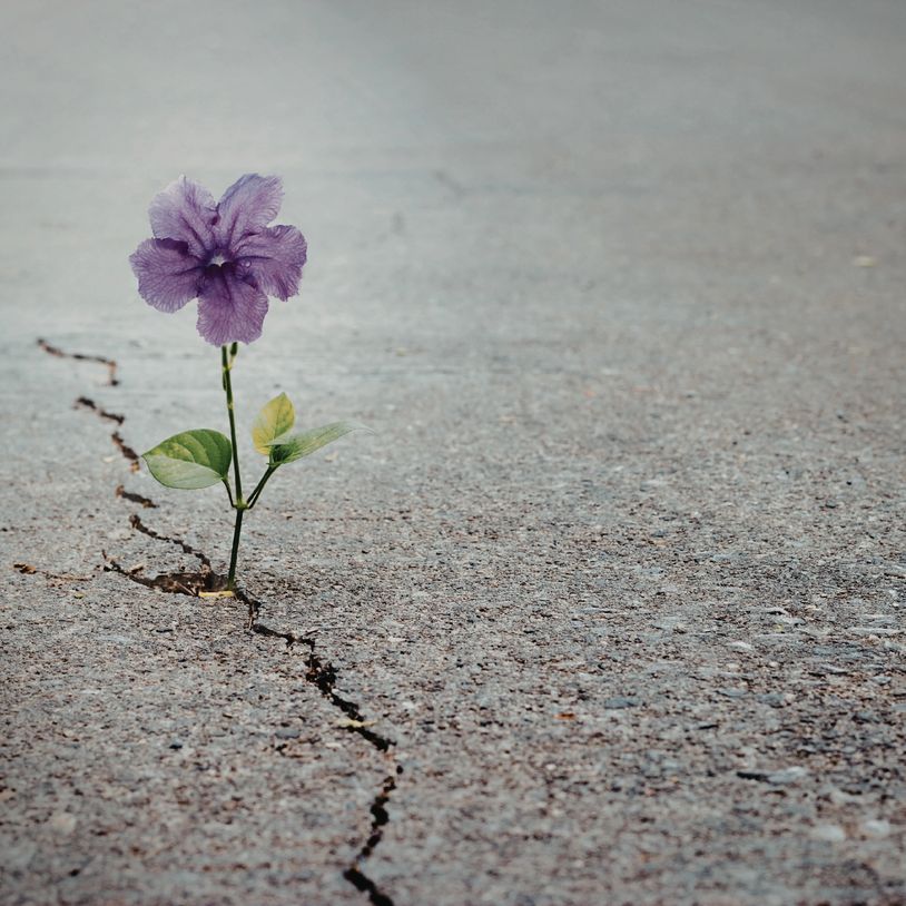 Purple flower blooming through a crack in concrete.