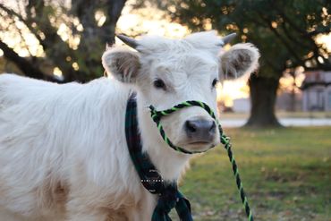 Rosie - Retained heifer
Highland x White Park