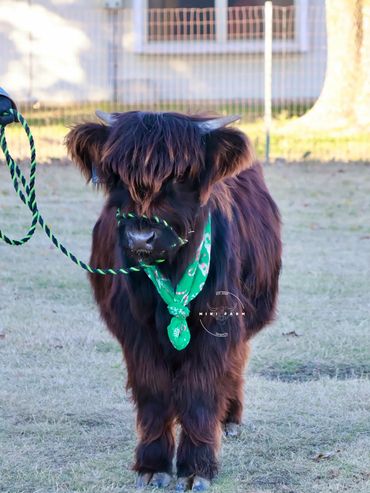 MF Butterscotch - Retained steer